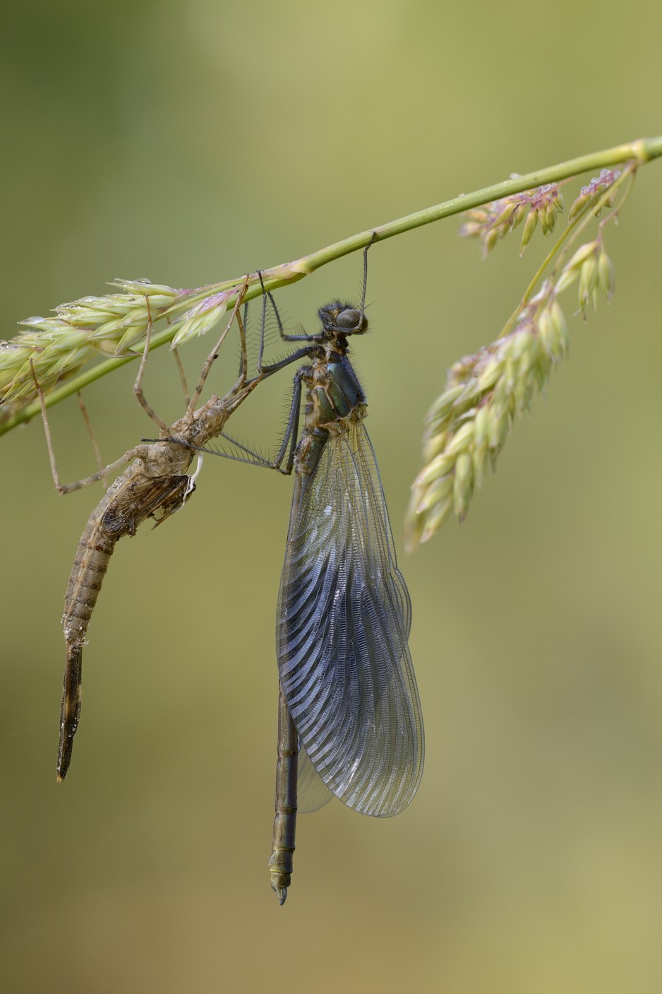 Calopteryx splendens maschio ed esuvia